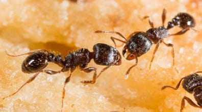 Ant control service