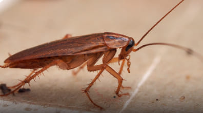 Cockroach control service