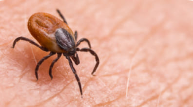 Flea and tick control service