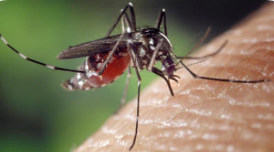 Mosquito control service