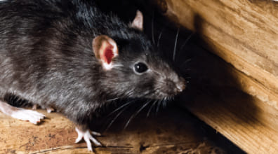 Rodent control service