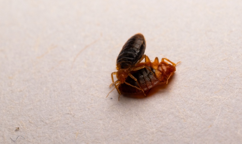 How Do I Know if I Have a Bed Bug Problem?
