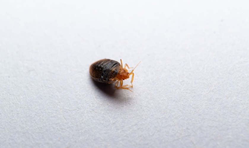 Best Bed Bug Exterminators in Killeen, TX