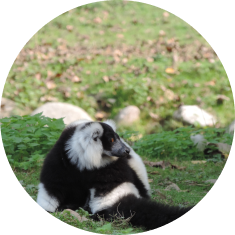 Skunks (1)