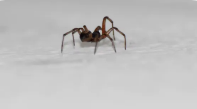 Spider control service