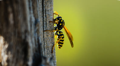 Stinging insect control service