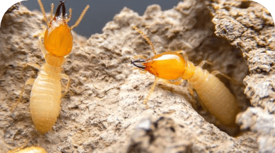 Termite control service