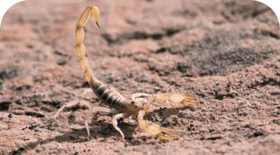Scorpion control service