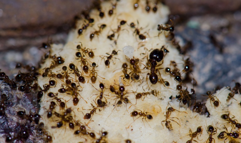 Comparing DIY and Professional Ant Control Solutions in Killeen