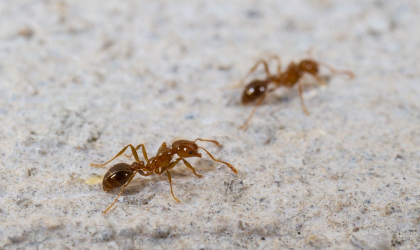 What Types of Ants Are Found in Killeen TX?