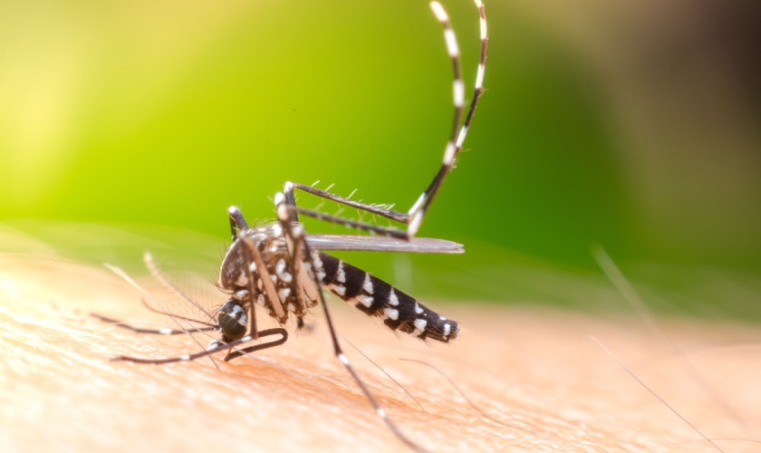 How to Prepare for Mosquito Season in Killeen, TX