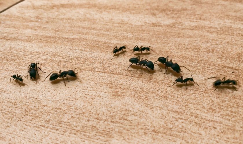 Best Ant Exterminators in Killeen, TX
