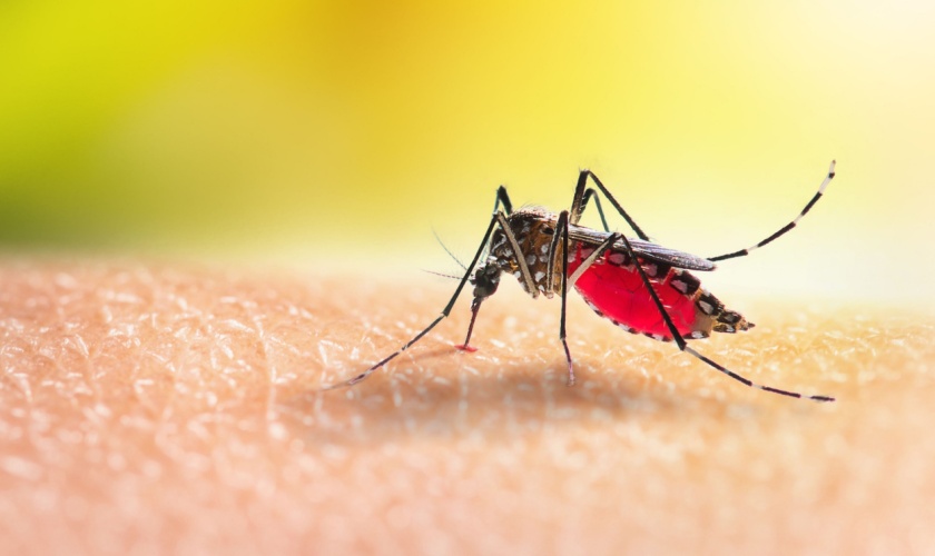 Understanding Mosquito-Borne Diseases in Central Texas