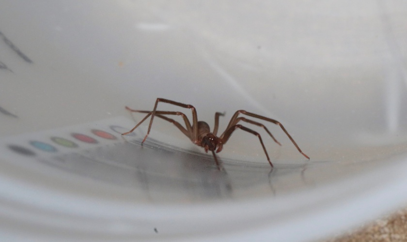 Spider Control Experts in Copperas Cove, TX