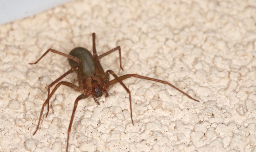 Are Spiders in Central Texas Dangerous? What Every Homeowner Should Know