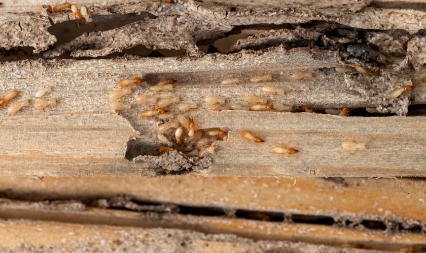 Best Termite Exterminators in Copperas Cove, TX