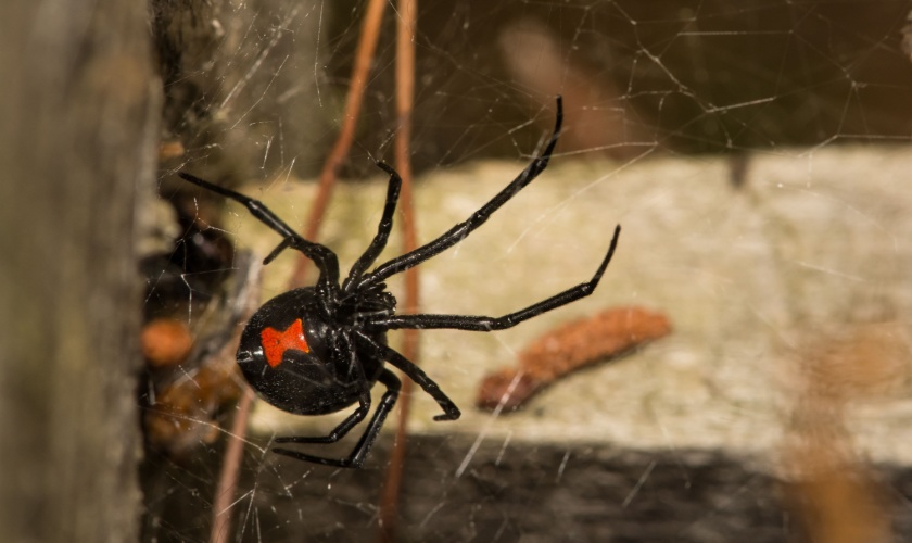 Common Spiders Found in Copperas Cove and Which Ones to Watch Out For