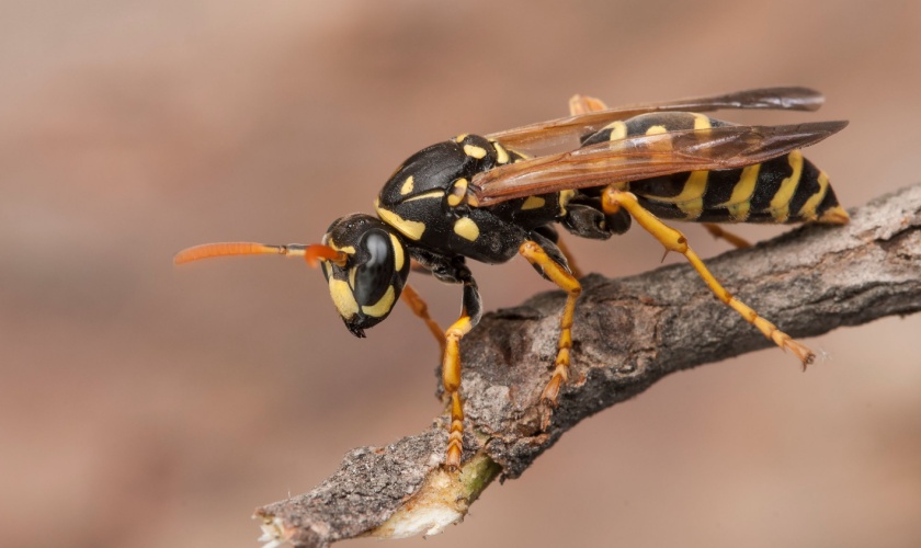 Wasp Control Experts in Copperas Cove, TX