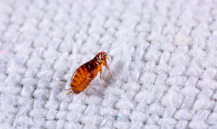 Protect Your Copperas Cove, TX Home From Fleas and Ticks