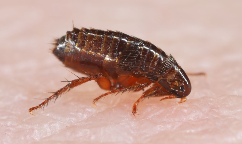 Best Flea and Tick Exterminators in Copperas Cove