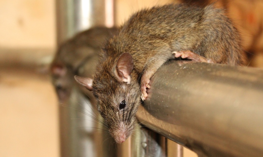 Copperas Cove Rodent Control Experts