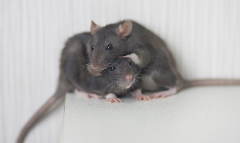 Rodent Control in Copperas Cove: How to Get Rid of Rats and Mice Quickly