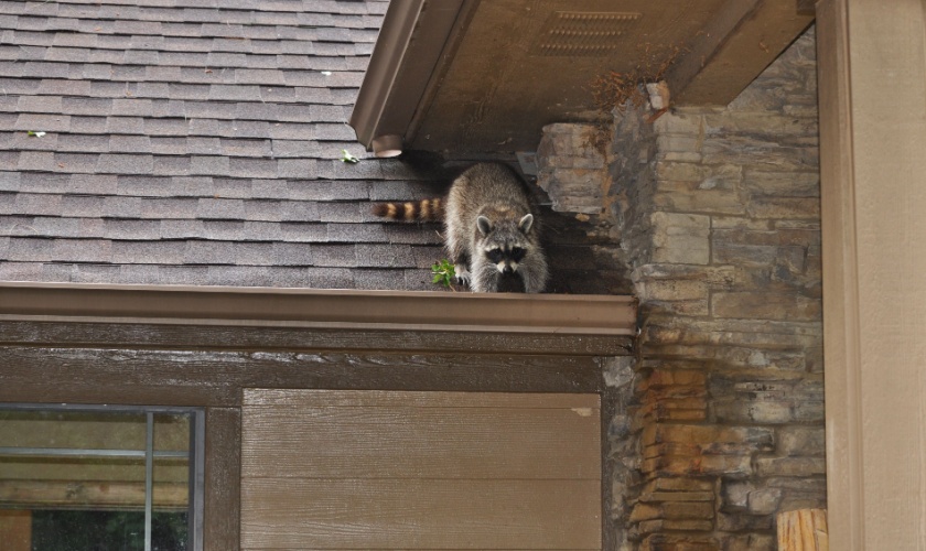 Humane Raccoon Trapping and Removal Services in Copperas Cove, TX