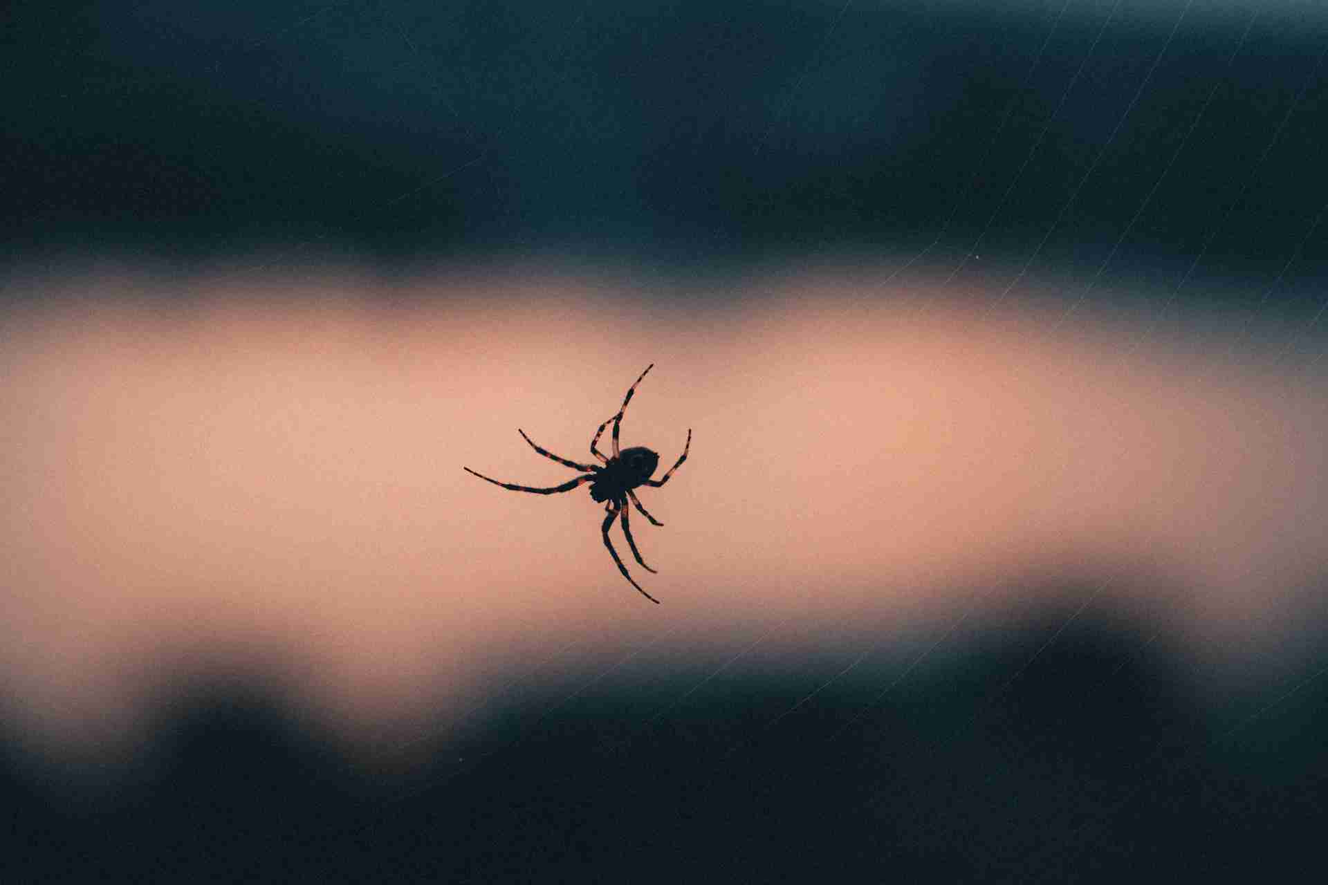 Signs Your Killeen Home Needs Professional Spider Control