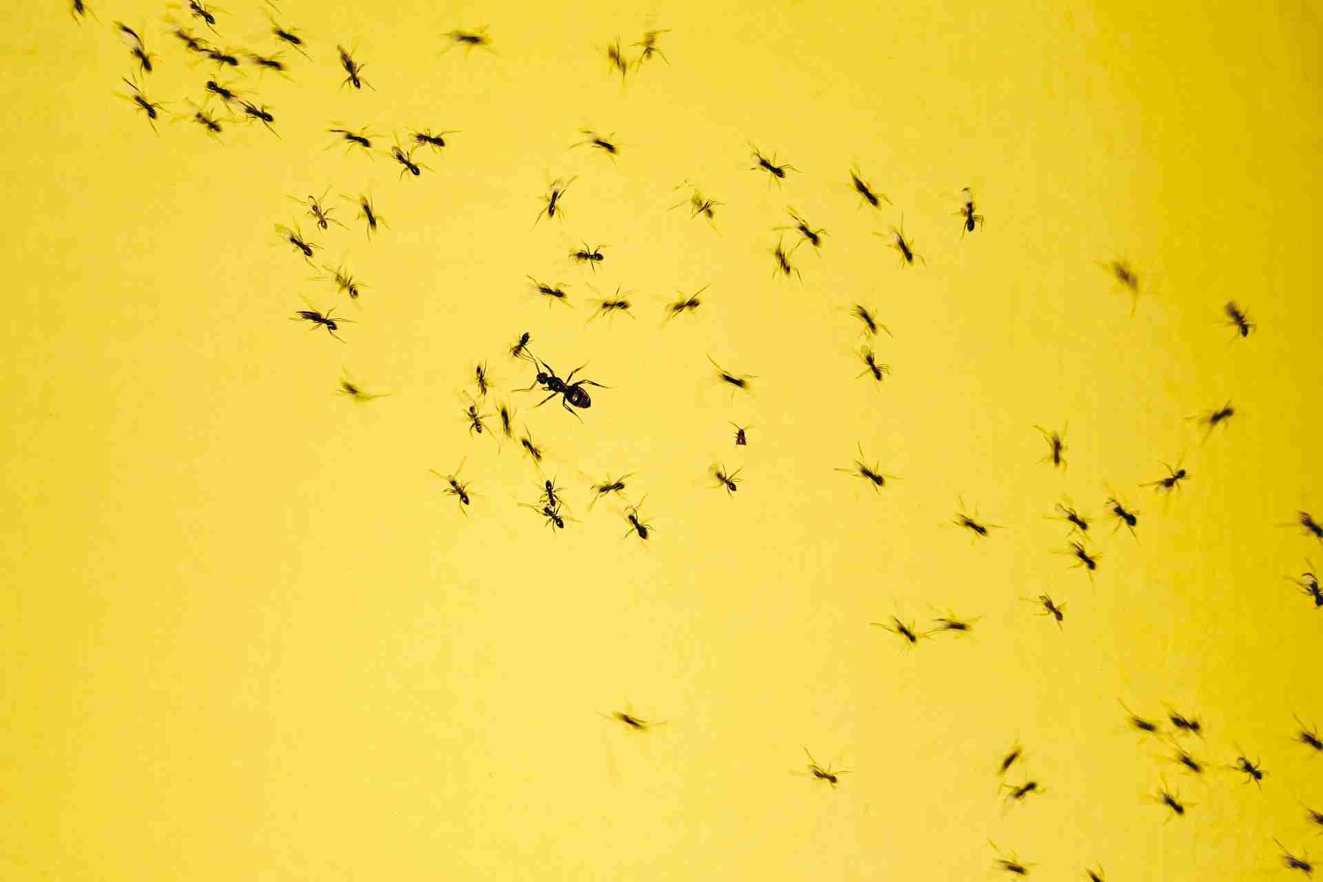 Everyday Habits That Attract Ants to Killeen Homes