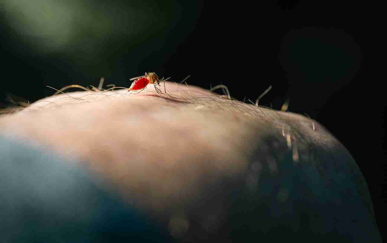 When to Consider Mosquito Treatment in Copperas Cove