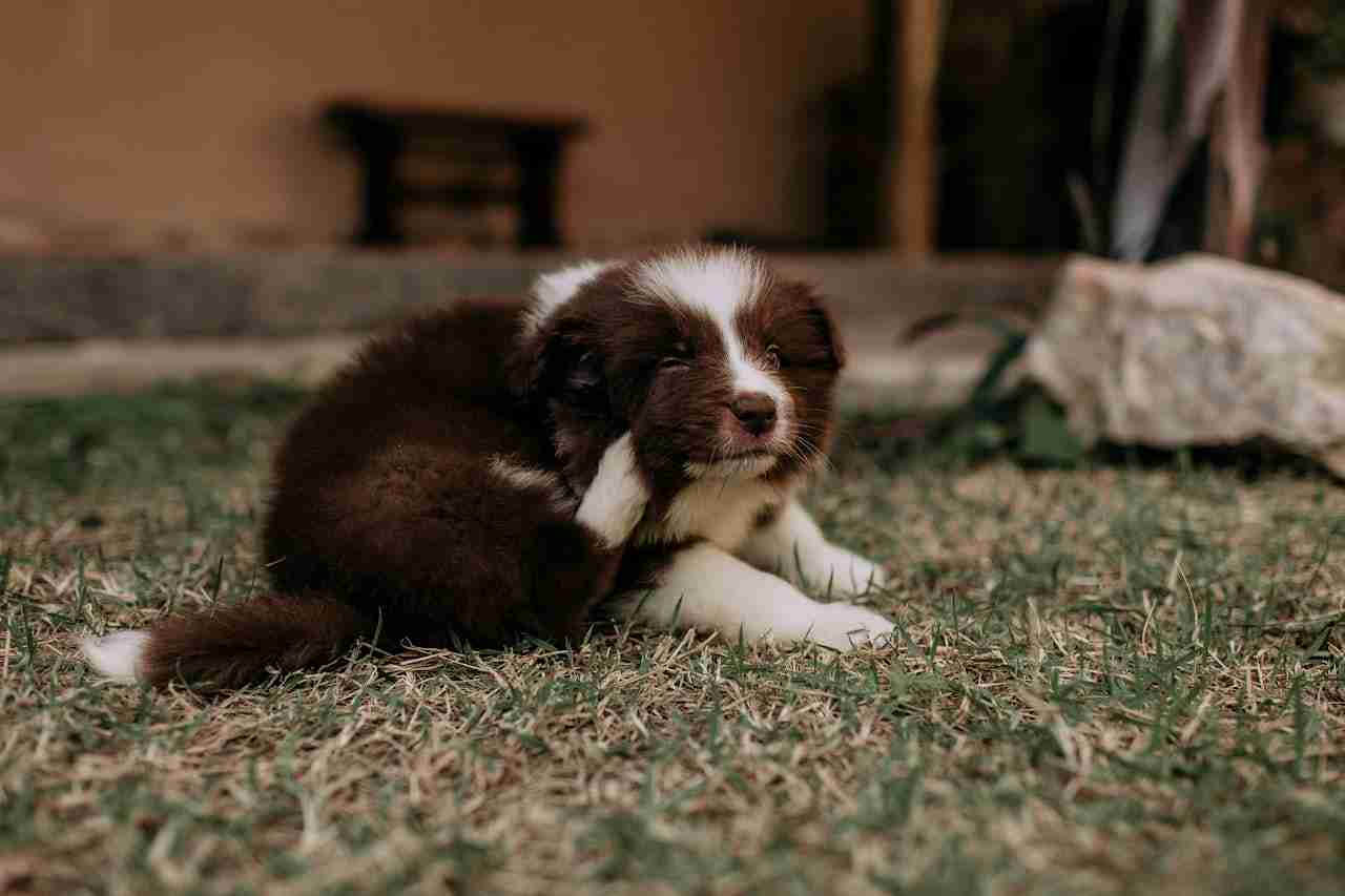 Beat Summer Fleas in Copperas Cove with Smart Yard Prep