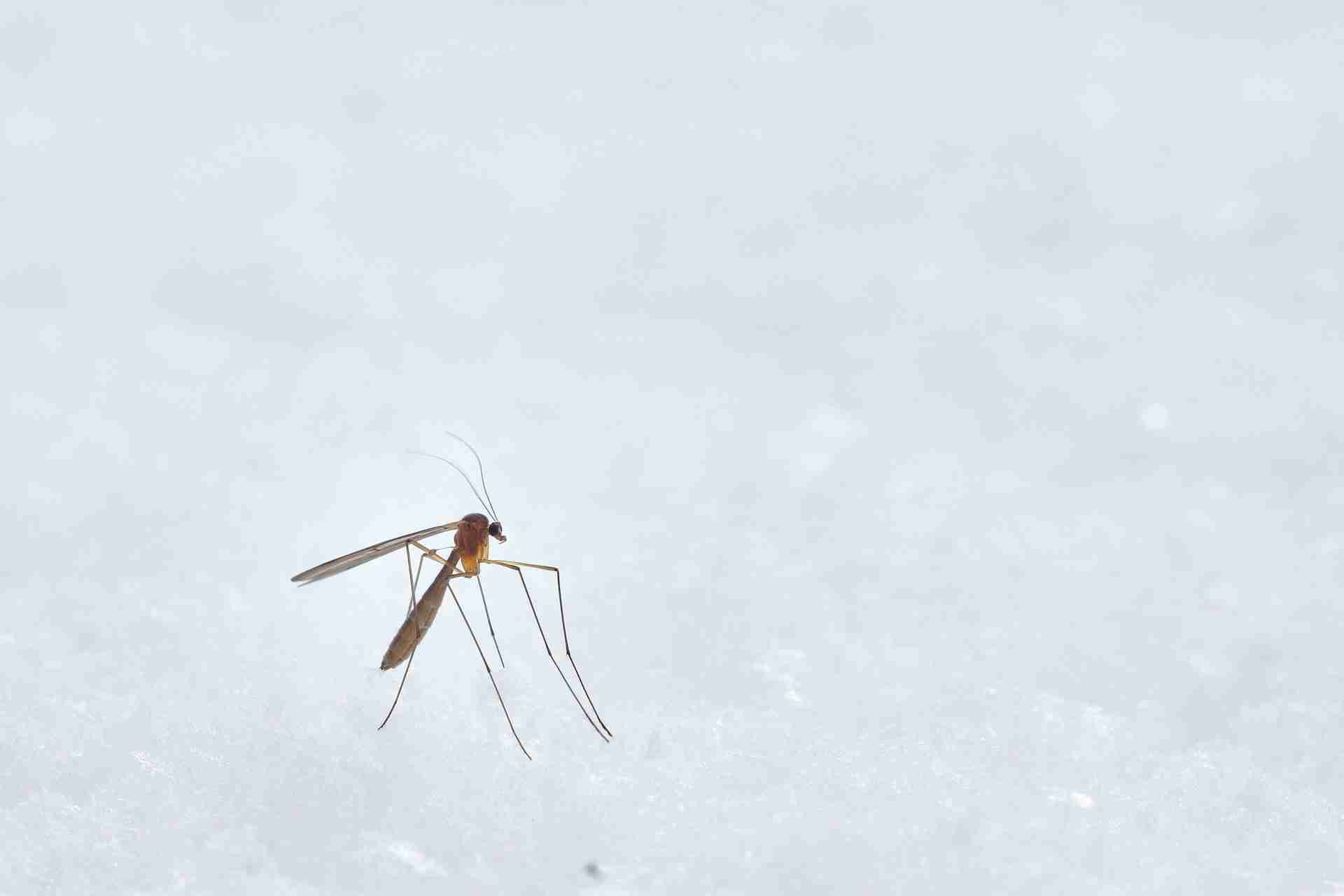 Mosquito Control in Killeen Backyards After Heavy Rain