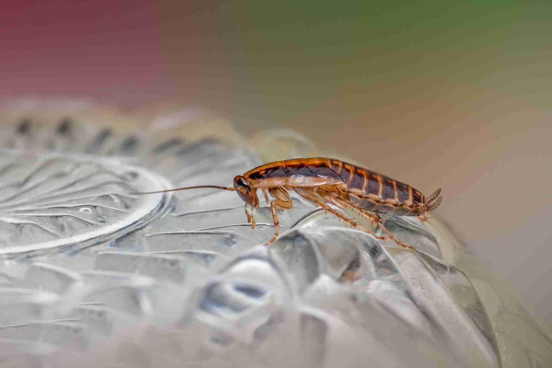 Everyday Killeen Habits That Invite Cockroaches Indoors