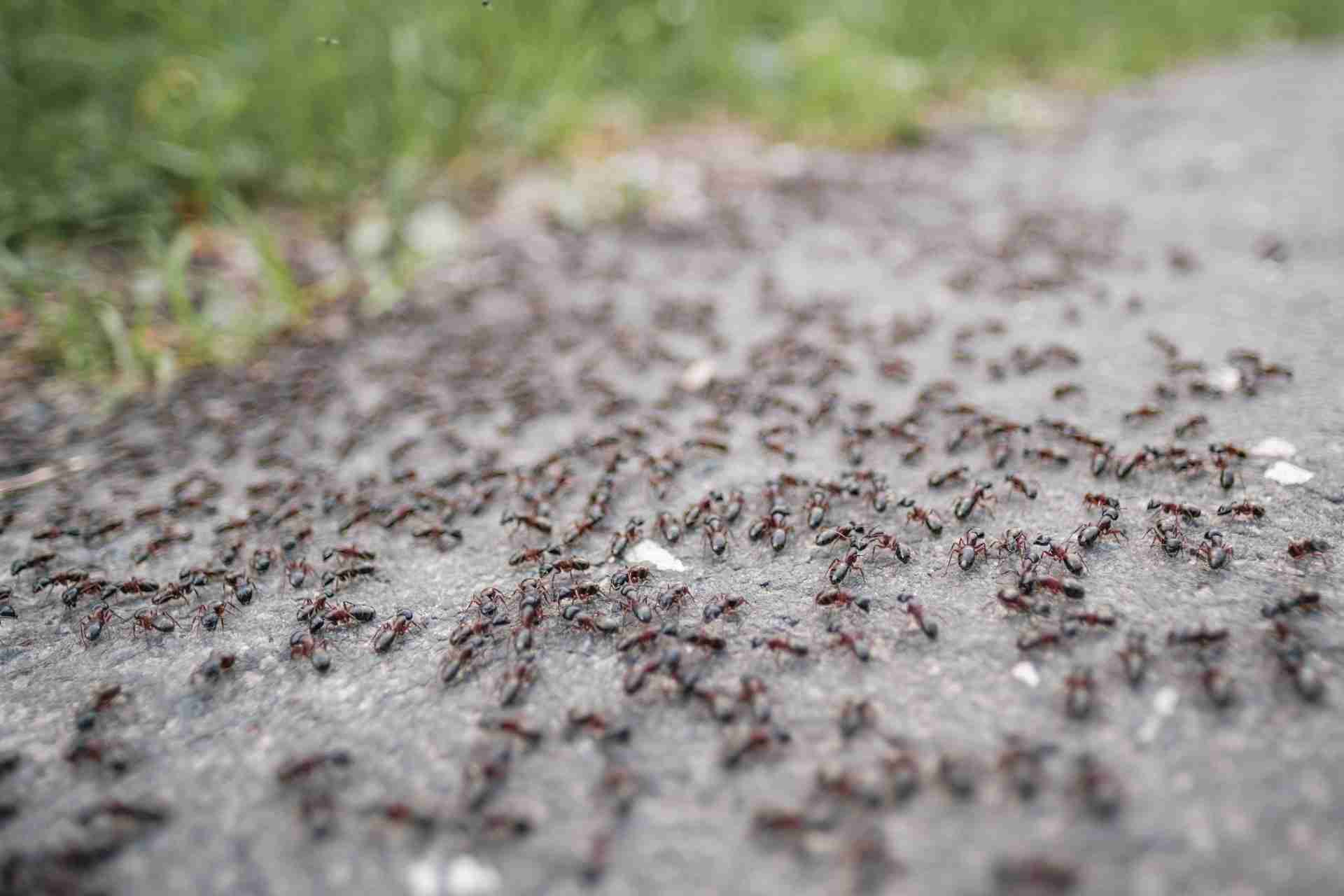 Killeen Backyard Ant Control for Kids’ Swing Sets and Sandboxes