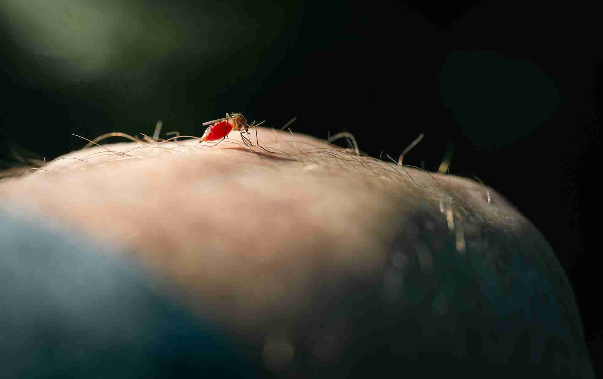 Early-Morning Mosquito Control in Killeen for Joggers and Dog Walkers