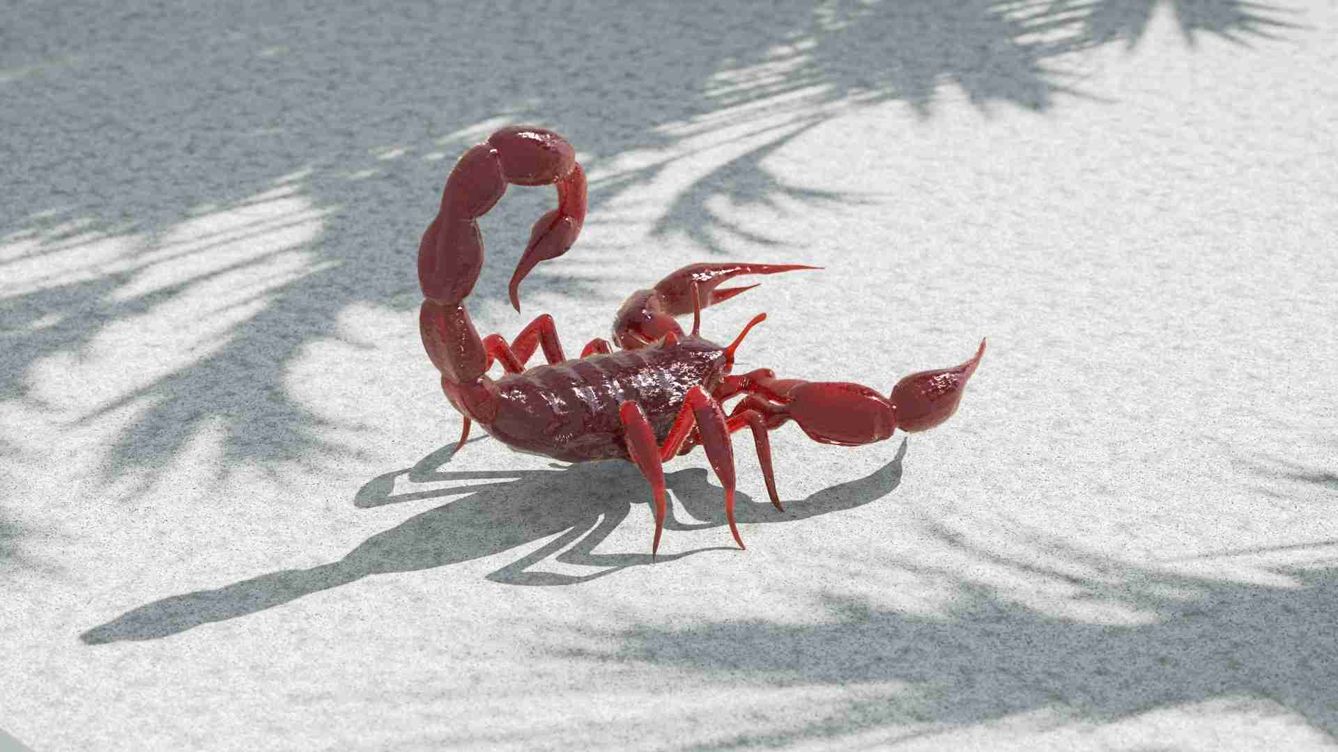 Scorpion Control in Killeen Rock Gardens: Drip Lines, Mulch, and Harborage