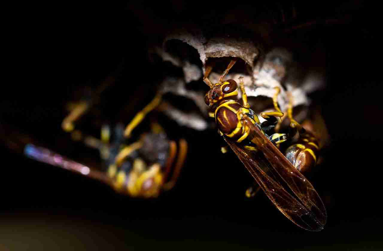 Early Clues Your Killeen Home Has a Hidden Wasp Nest
