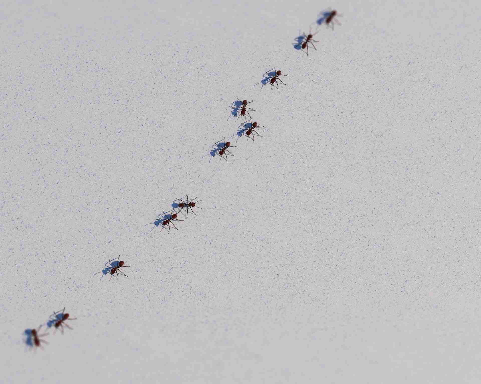 Stop Overnight Ant Trails in Killeen Kitchens: Entry Points, Baits, Pros