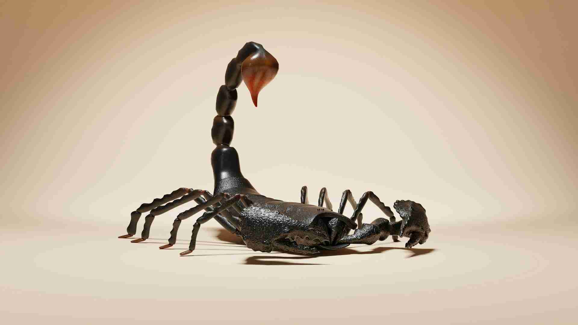 Scorpion Safety for Killeen Retaining Walls: Drainage and Moisture Control